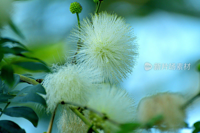 钱婆/红色粉扑&‘白花Albiflora’